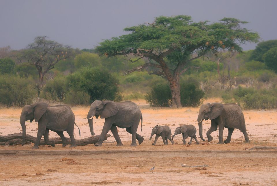Okavango-Delta: Eine Elefantenherde ist im Hwange-Nationalpark auf der Suche nach Wasser. Wilderei und beengte Lebensräume gefährden die Tiere - auch in Zeiten der Corona-Pandemie Okavango-Delta: Eine Elefantenherde ist im Hwange-Nationalpark auf der Suche nach Wasser. Wilderei und beengte Lebensräume gefährden die Tiere - auch in Zeiten der Corona-Pandemie
