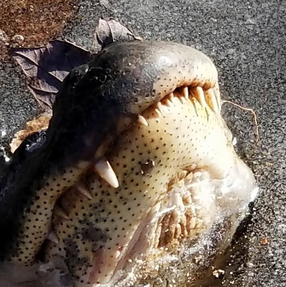 Alligator im Eis