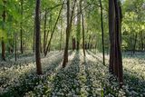 Bärlauchwald