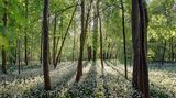 Bärlauchwald