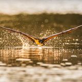 Clement Chua/Frank Hurley Photography Awards