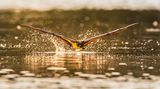 Clement Chua/Frank Hurley Photography Awards