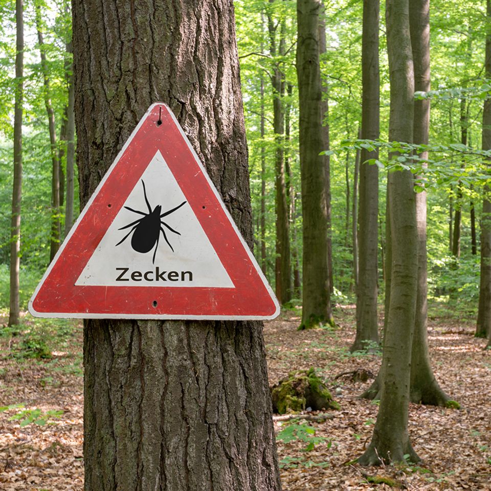 Zecken-Warnschild im Wald