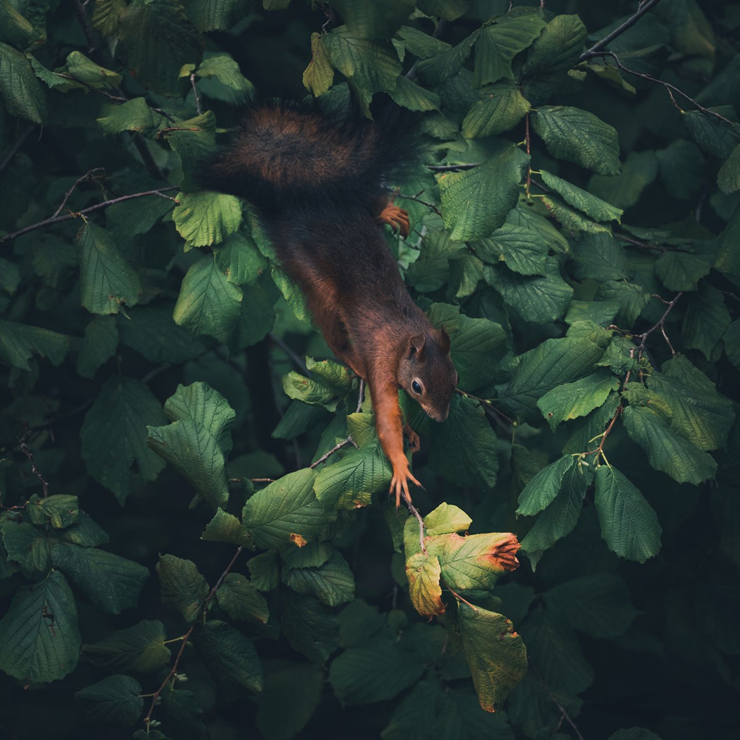 Eichhörnchen