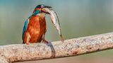 Eisvogel