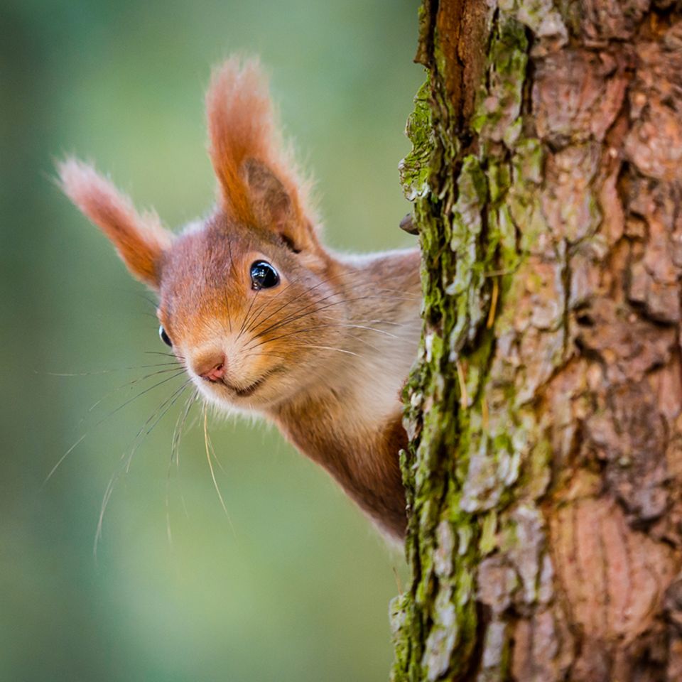 Eichhörnchen schaut hinter einem Baumstamm hervor