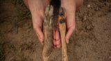 Der Fuß von Wildschwein (links) und Reh