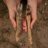 Der Fuß von Wildschwein (links) und Reh