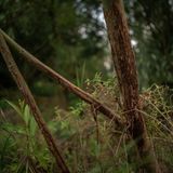 Hier hat ein Rehbock geweihschubbernd sein Revier markiert