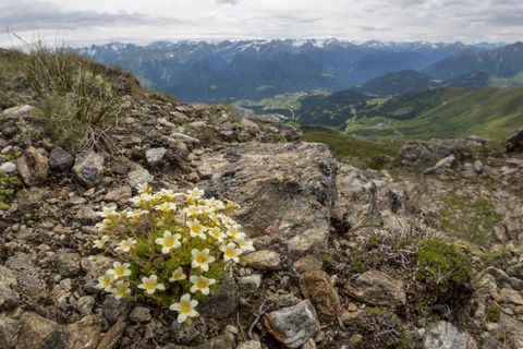 Neue Studie: Eine verzögerte Folge des Klimawandels: Hochspezialisierte Pflanzen wie der Moosartige Steinbrech könnten an bestimmten Orten der Alpen aussterben, wenn die Gletscher vollständig abschmelzen