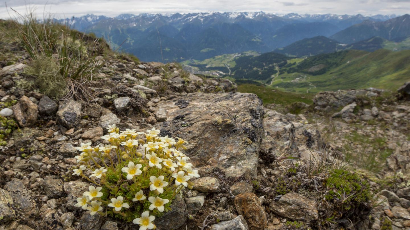 neue-studie-wenn-gletscher-schmelzen-sterben-seltene-alpenpflanzen
