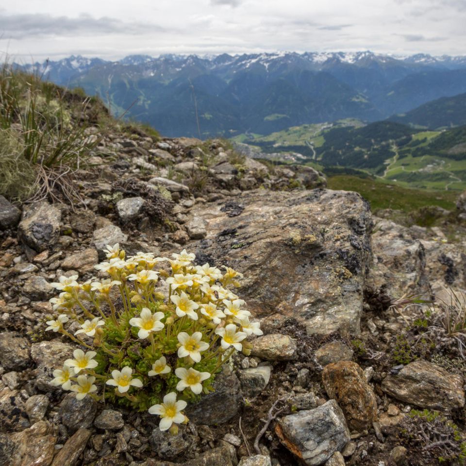 Neue Studie: Eine verzögerte Folge des Klimawandels: Hochspezialisierte Pflanzen wie der Moosartige Steinbrech könnten an bestimmten Orten der Alpen aussterben, wenn die Gletscher vollständig abschmelzen