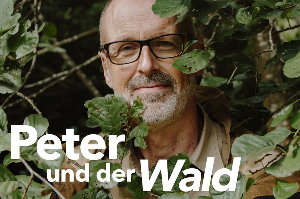 Peter und der Wald