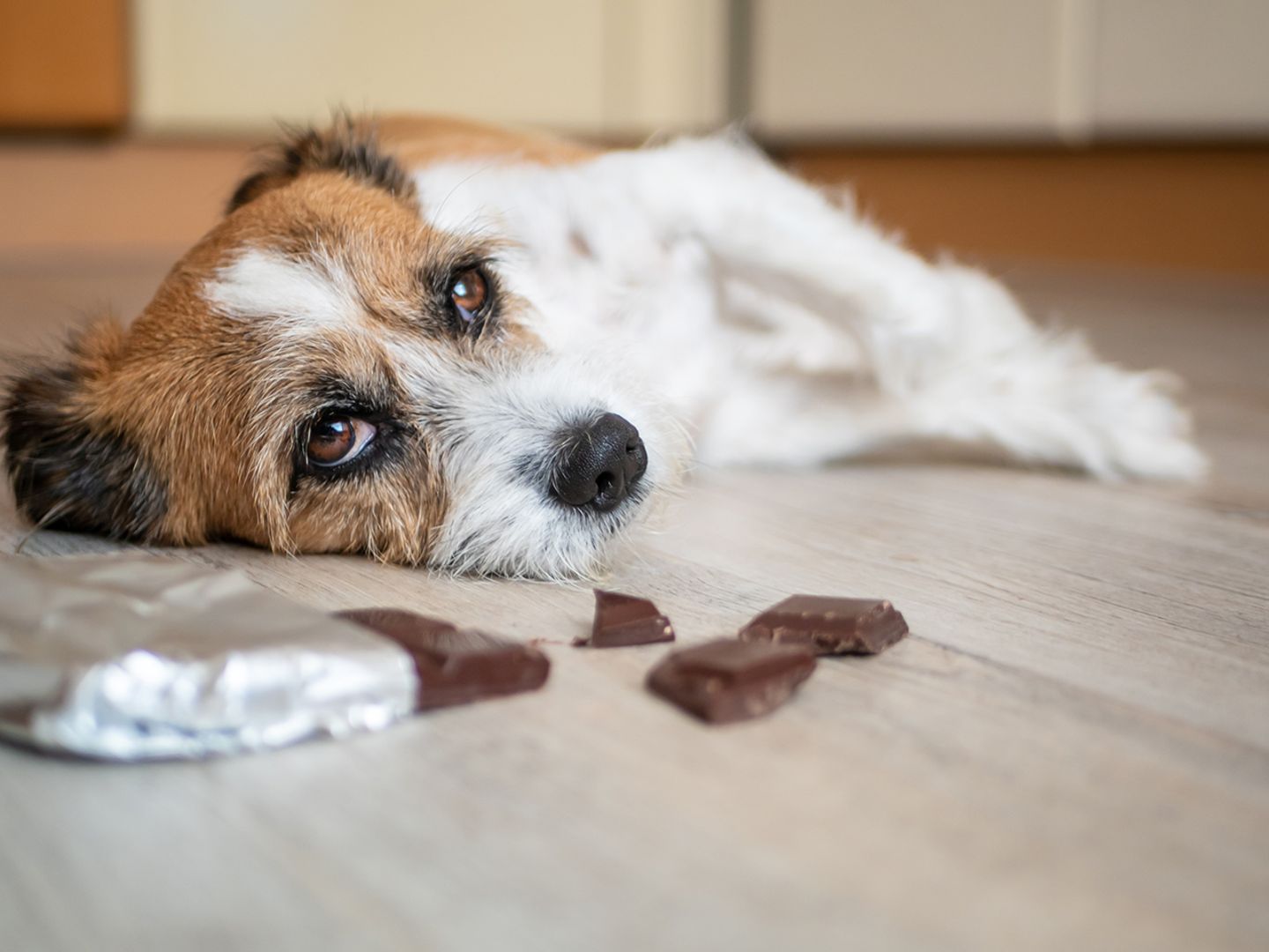 Hund mit Bauchschmerzen wegen Schokolade