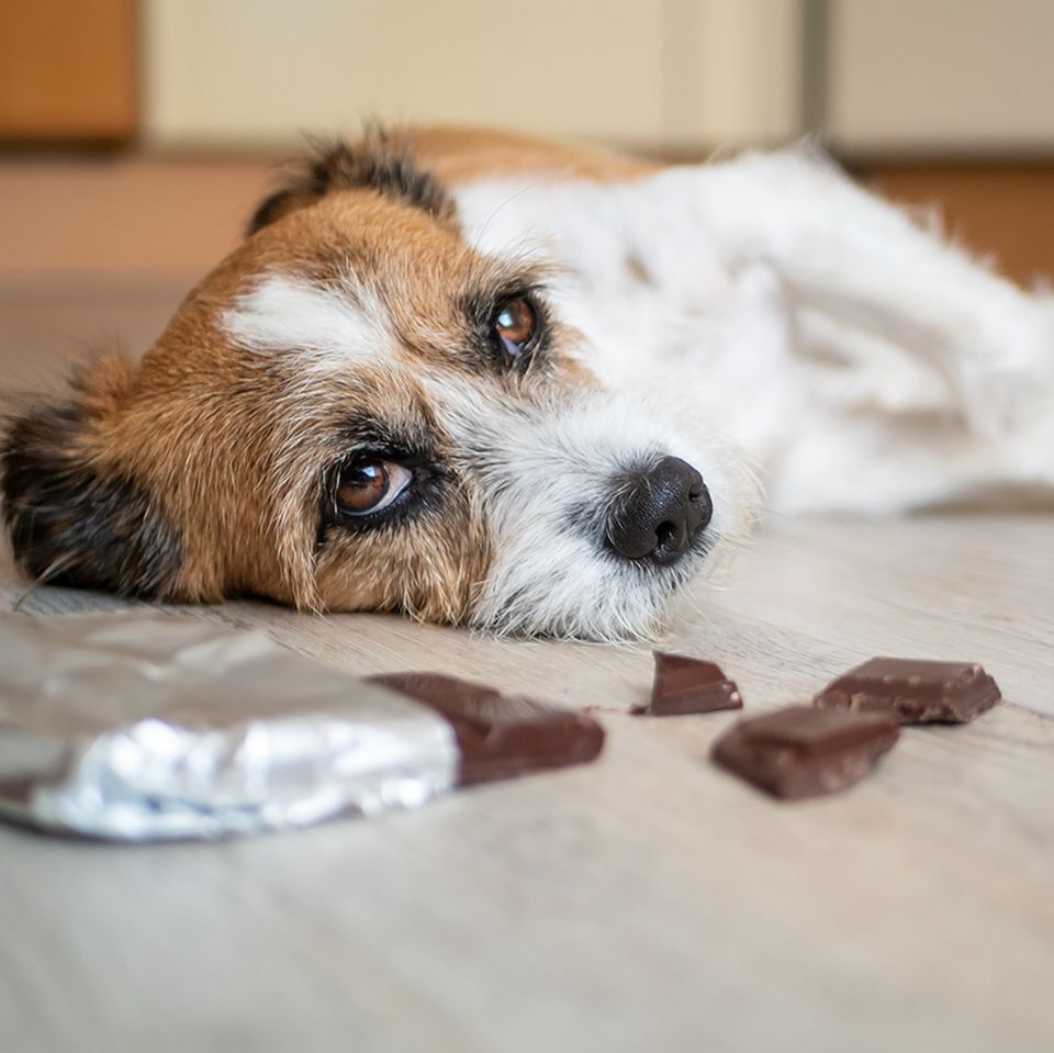 Hund mit Bauchschmerzen wegen Schokolade