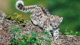 Ein junger Schneeleopard in der Natur