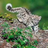 Ein junger Schneeleopard in der Natur