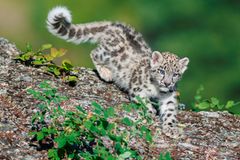 Ein junger Schneeleopard in der Natur