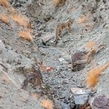 Schneeleopard auf Geröll