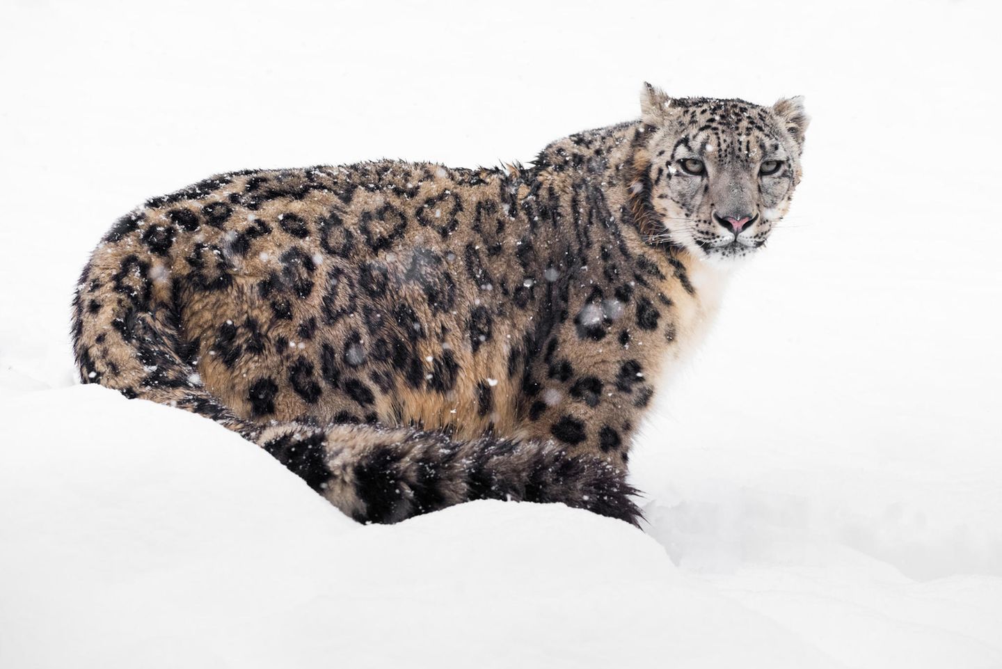 Tierschutz: Geister der Berge: Schneeleoparden