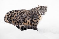 Tierschutz: Geister der Berge: Schneeleoparden