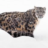Tierschutz: Geister der Berge: Schneeleoparden