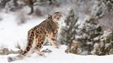 Tierschutz: Geister der Berge: Schneeleoparden
