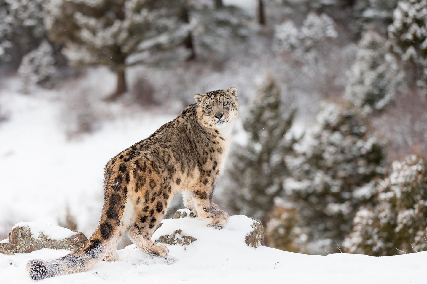 Tierschutz: Geister der Berge: Schneeleoparden