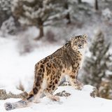 Tierschutz: Geister der Berge: Schneeleoparden