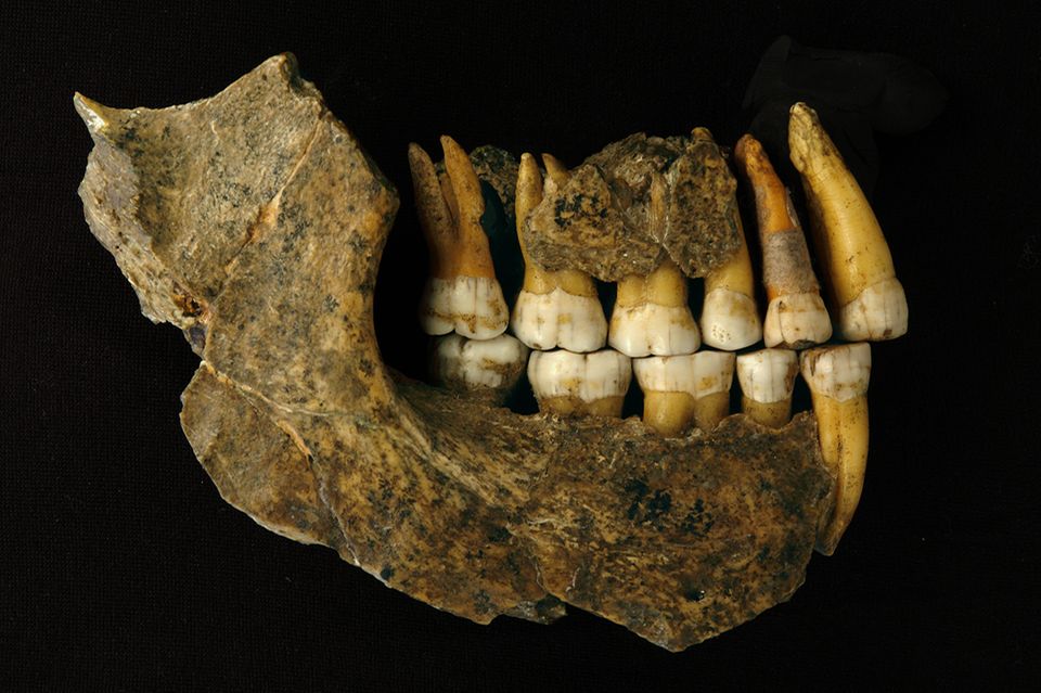Unterkiefer eines Neandertalers