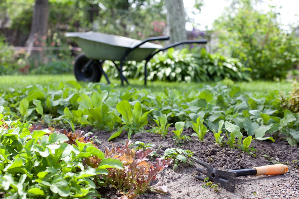 Kräutergarten mit Schubkarre im Hintergrund Kräutergarten mit Schubkarre im Hintergrund