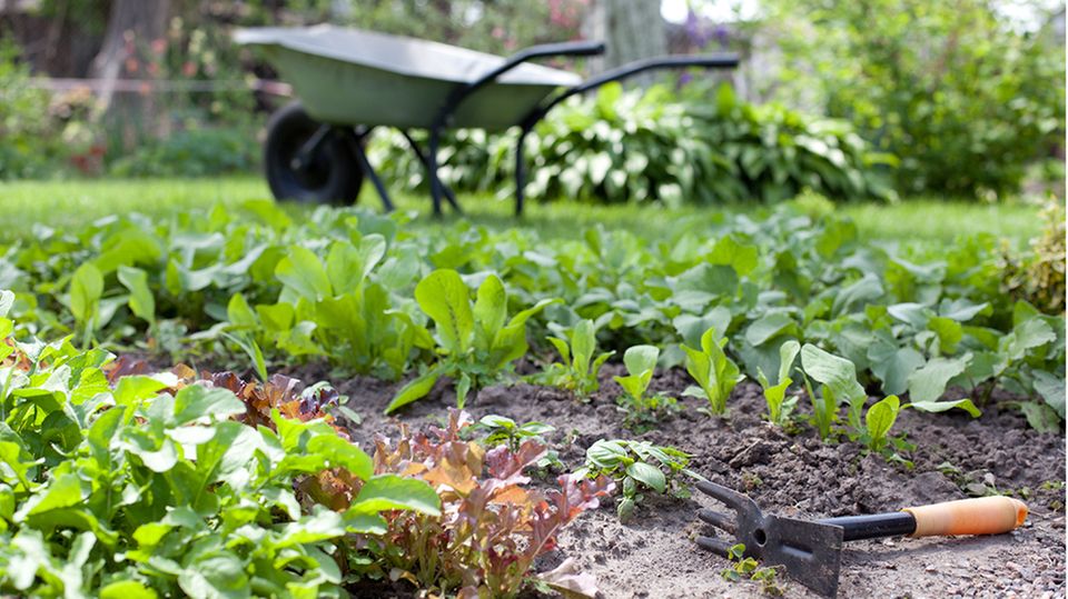Kräutergarten mit Schubkarre im Hintergrund