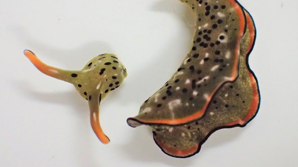 Autotomie: Diese Schnecke köpft sich selbst - und bildet wieder einen kompletten Körper Autotomie: Diese Schnecke köpft sich selbst - und bildet wieder einen kompletten Körper
