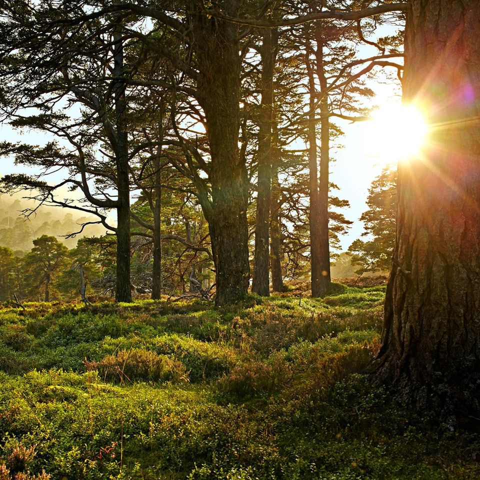 Wald im Sonnenlicht