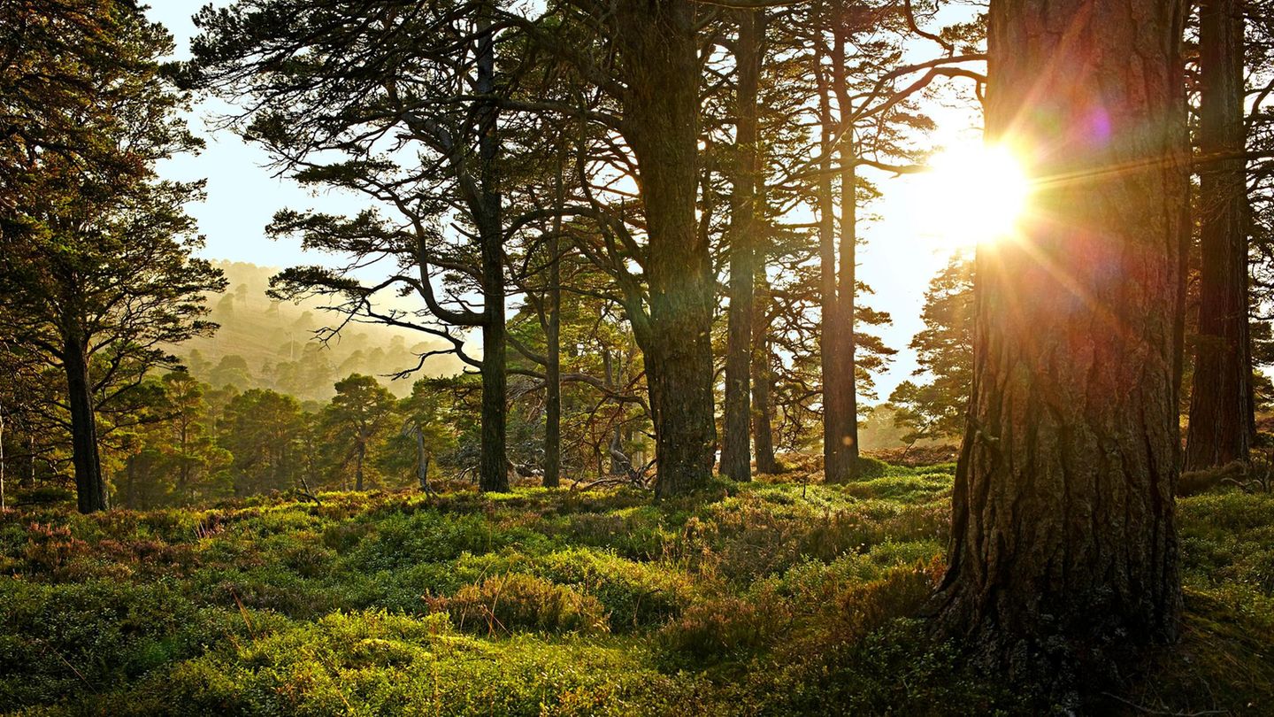 Wald im Sonnenlicht
