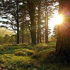 Wald im Sonnenlicht