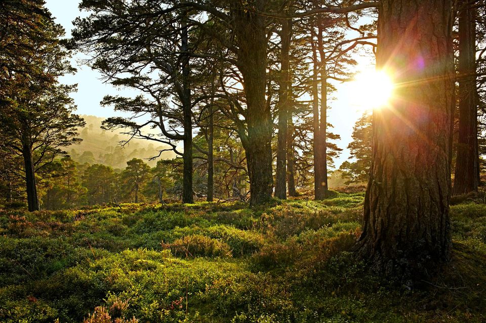 Wald im Sonnenlicht