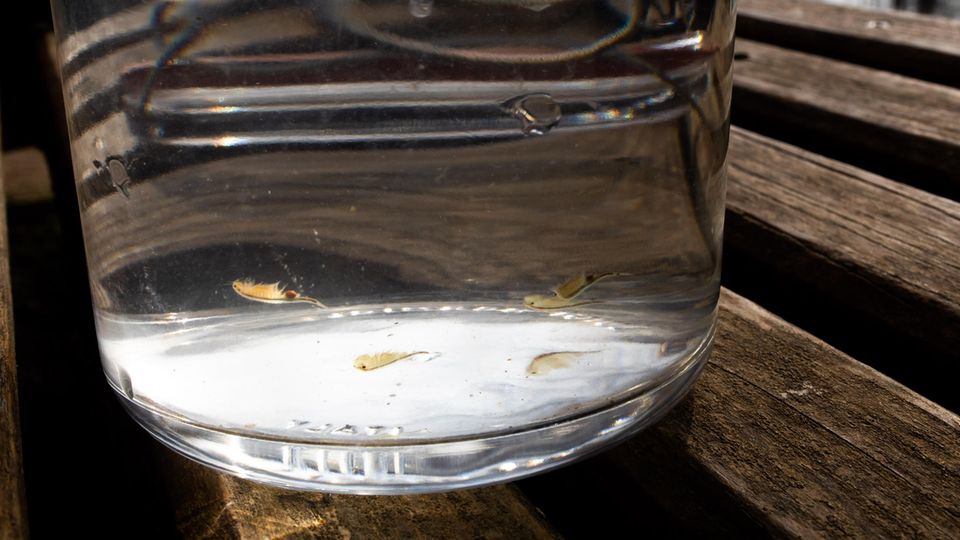 Urzeittiere: Während ihres kurzen Lebens sind die Feenkrebse ständig in Bewegung: Mit ihren elf Beinpaaren strudeln sie sich Plankton in die Bauchrinne, von wo aus die Nahrung zur Mundöffnung gelange Während ihres kurzen Lebens sind die Feenkrebse ständig in Bewegung: Mit ihren elf Beinpaaren strudeln sie sich Plankton in die Bauchrinne, von wo aus die Nahrung zur Mundöffnung gelange