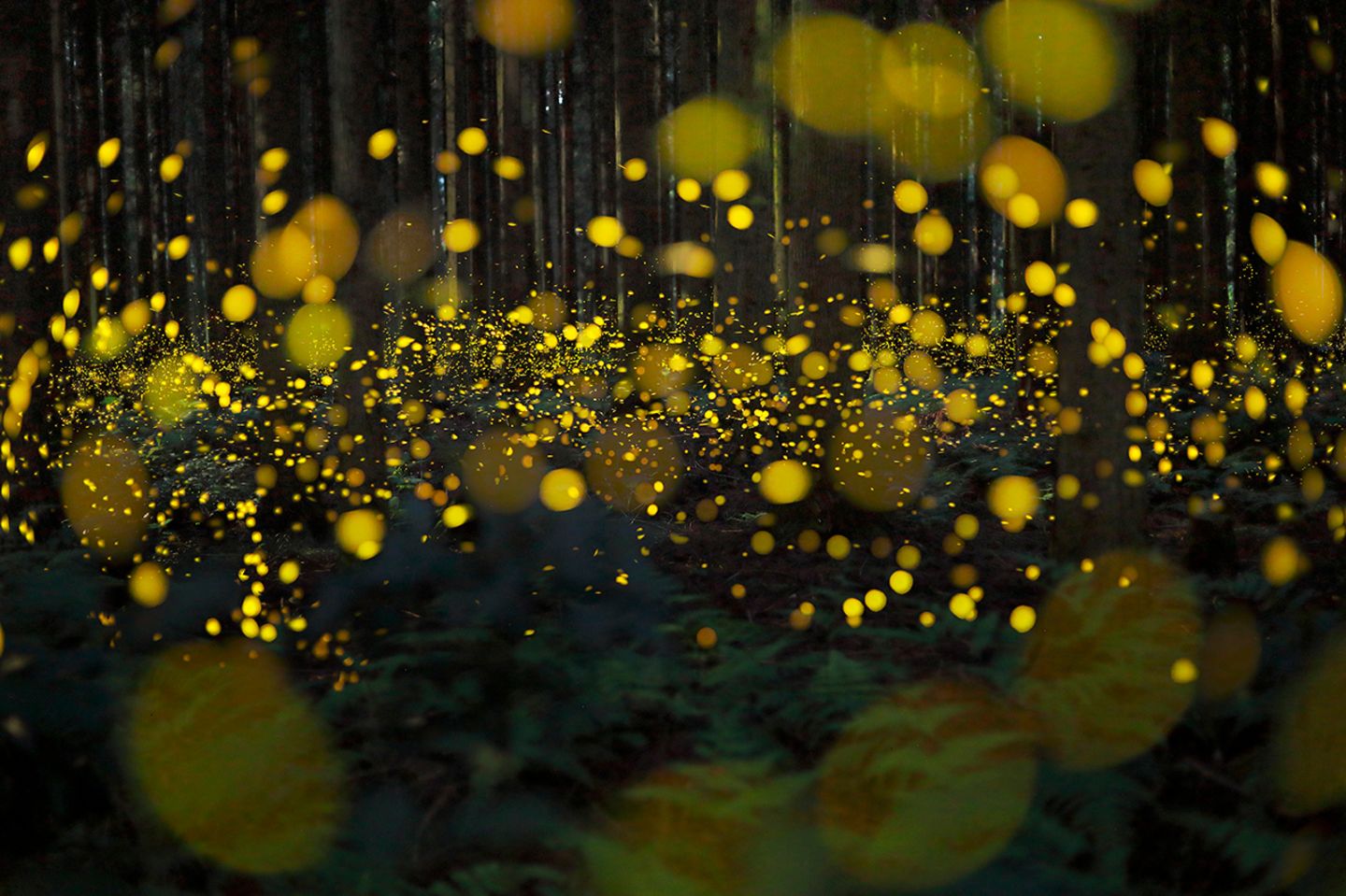 Glühwürmchen in einem Wald in Japan