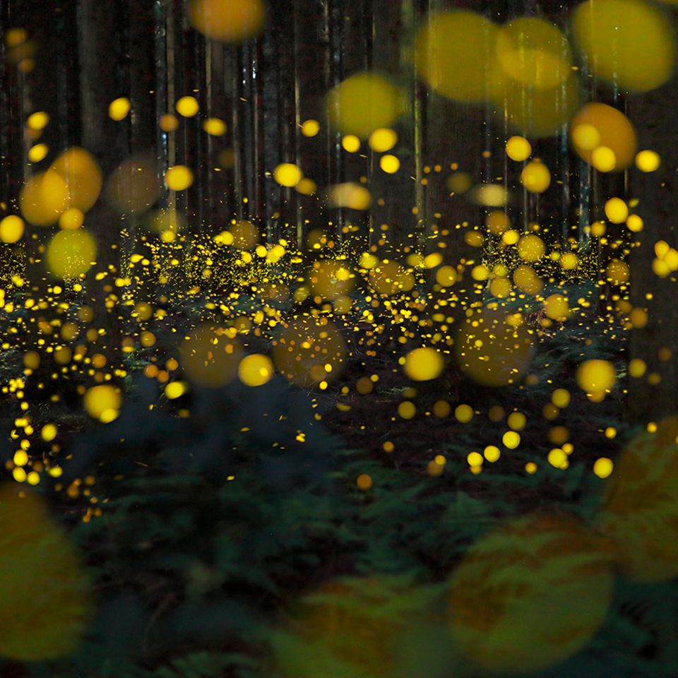 Glühwürmchen in einem Wald in Japan