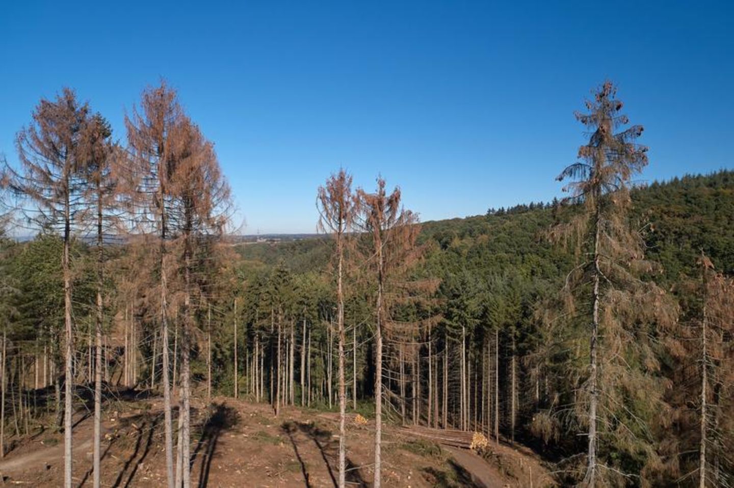 Die Fichten im Koblenzer Stadtwald hat die extrem lange Trockenheit nachhaltig geschädigt