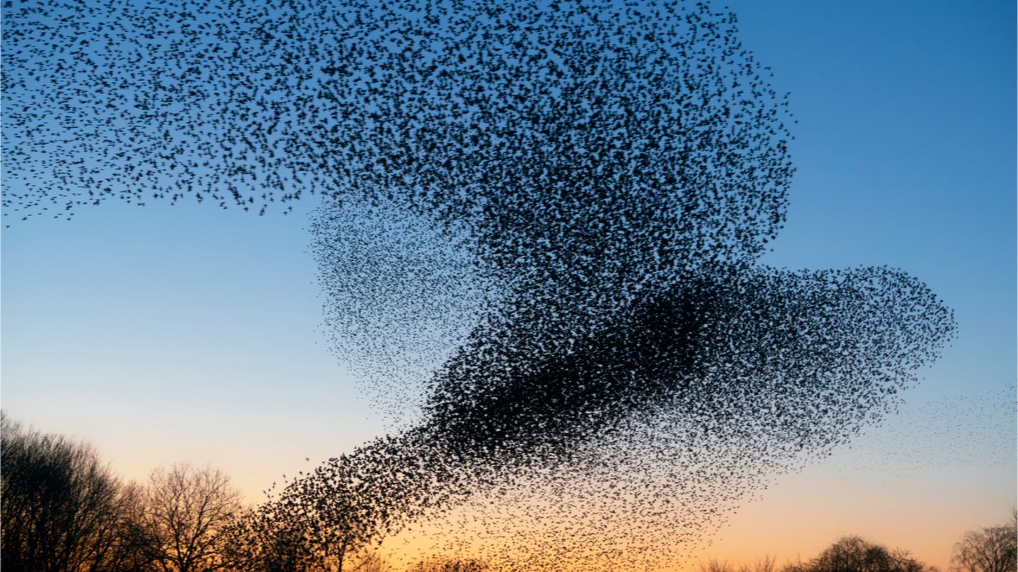 Verhalten: Die Größe eines Vogelschwarms hängt offenbar von der Informationsübertragung zwischen den Individuen ab