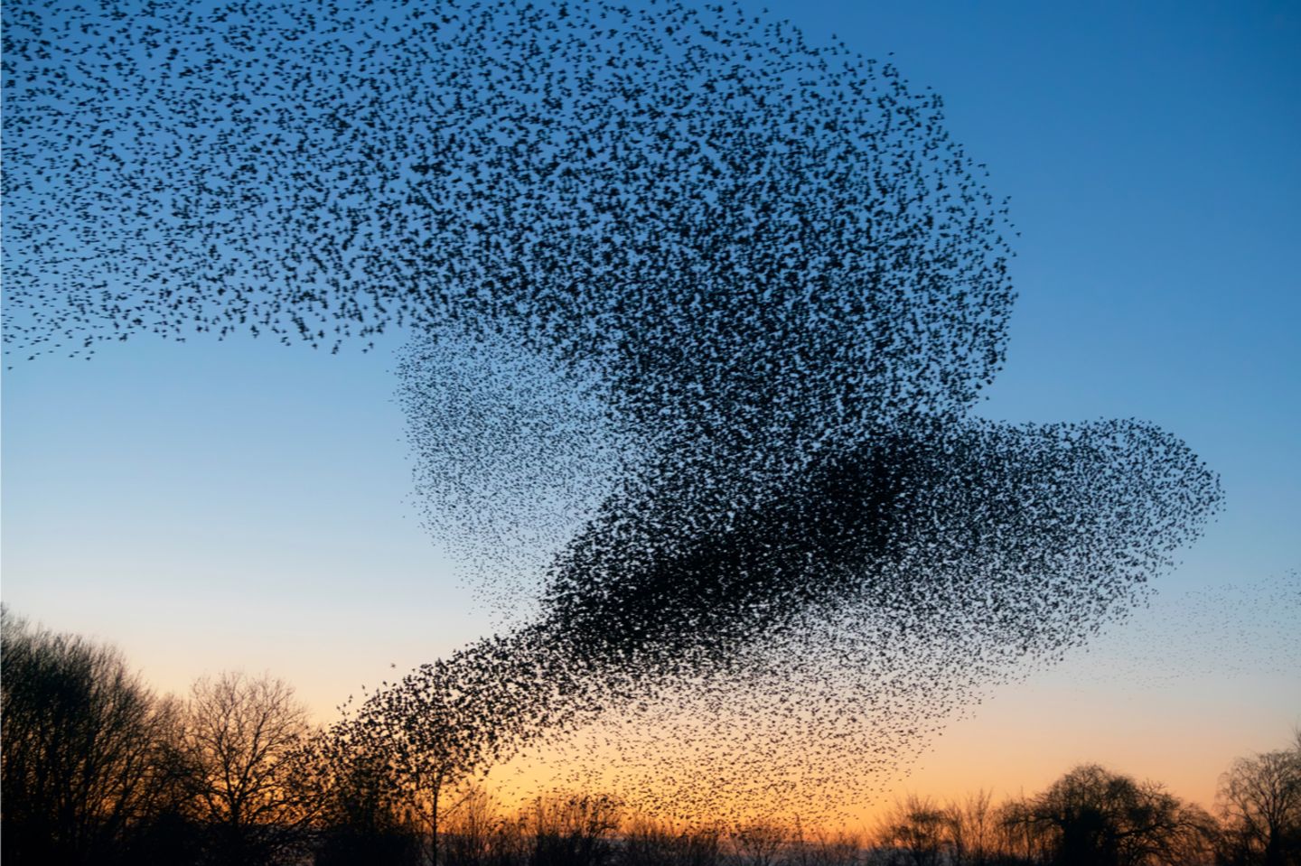 Verhalten: Die Größe eines Vogelschwarms hängt offenbar von der Informationsübertragung zwischen den Individuen ab