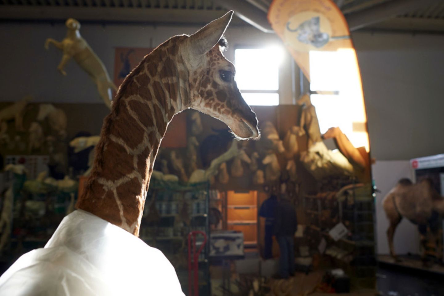 Eine präparierte Giraffe steht in Dortmund auf einer Jagdmesse am Stand eines Präperators (2014). Großwildjäger aus Deutschland haben im vergangenen Jahr Hunderte im Washingtoner Artenschutzübereinkommen gelistete Tiere als Trophäen mit nach Hause gebracht