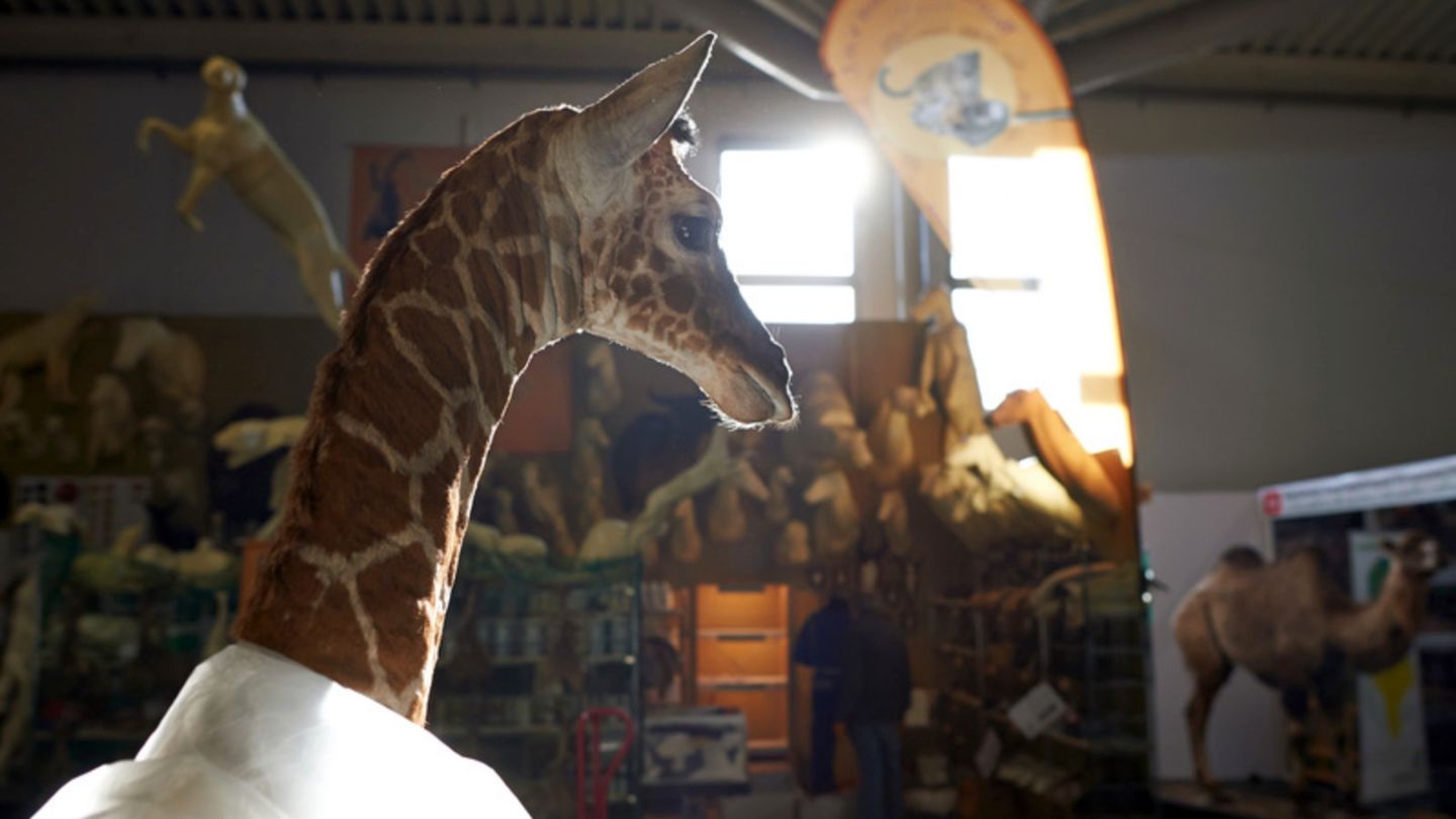 Eine präparierte Giraffe steht in Dortmund auf einer Jagdmesse am Stand eines Präperators (2014). Großwildjäger aus Deutschland haben im vergangenen Jahr Hunderte im Washingtoner Artenschutzübereinkommen gelistete Tiere als Trophäen mit nach Hause gebracht