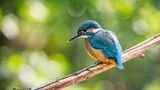Eisvogel
