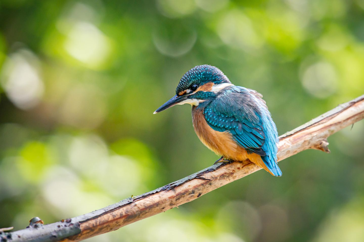Eisvogel Eisvogel