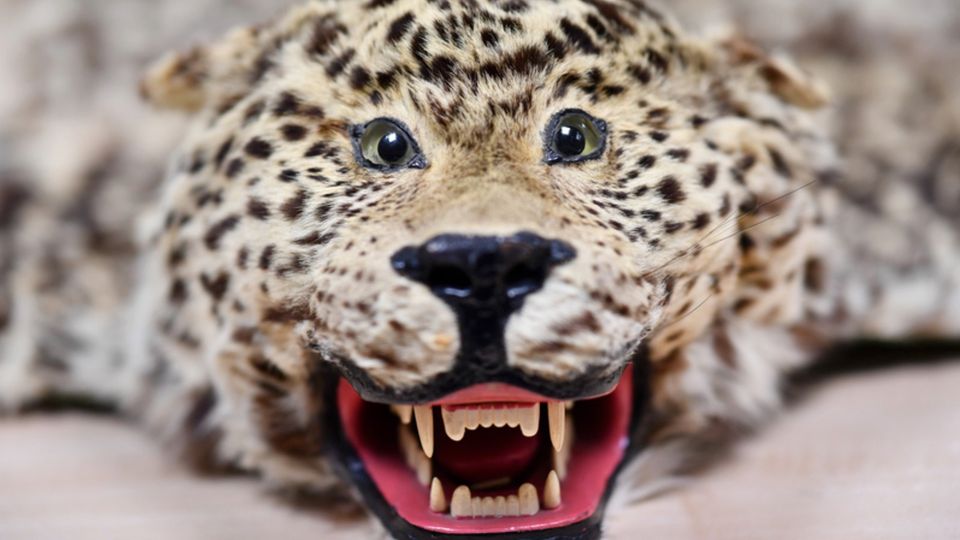 Artenschutz: Ein Archivfoto aus 2016 zeigt ein beschlagnahmtes Leopardenfell mit Kopf in der Zollabfertigungsstelle des Paketzentrums der Post in Speyer, Rheinland-Pfalz Ein Archivfoto aus 2016 zeigt ein beschlagnahmtes Leopardenfell mit Kopf in der Zollabfertigungsstelle des Paketzentrums der Post in Speyer, Rheinland-Pfalz