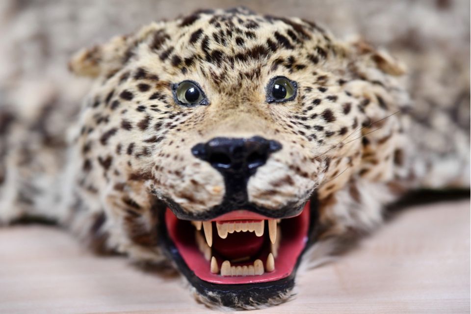 Artenschutz: Ein Archivfoto aus 2016 zeigt ein beschlagnahmtes Leopardenfell mit Kopf in der Zollabfertigungsstelle des Paketzentrums der Post in Speyer, Rheinland-Pfalz Ein Archivfoto aus 2016 zeigt ein beschlagnahmtes Leopardenfell mit Kopf in der Zollabfertigungsstelle des Paketzentrums der Post in Speyer, Rheinland-Pfalz