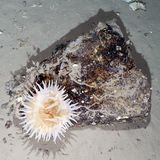 Leben am Meeresboden